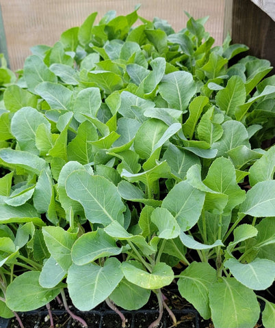 Cauliflower Snow Crown Starter Live Plants - 6 Seedlings