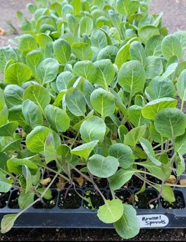 Brussels Sprouts Capitola Starter Live Plants - 6 Seedlings