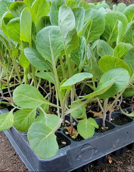 Brussels Sprouts Capitola Starter Live Plants - 6 Seedlings