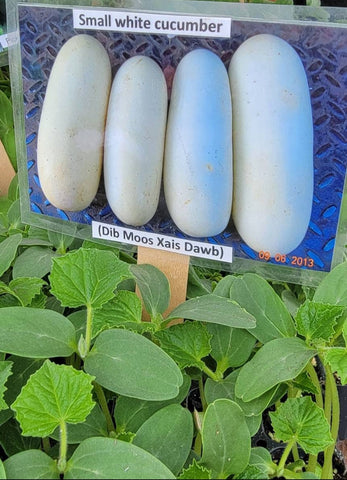 Cucumber, Small White, Dib Moos Xais Dawb Starter Live Plants - 4 Seedlings