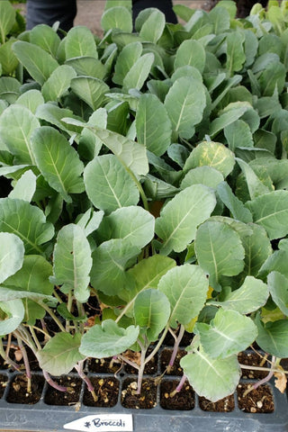 Broccoli Green Magic Live Plants - 6 Seedlings