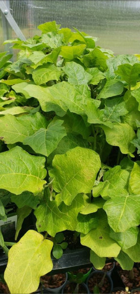 Thai Makheua Puang Pea Eggplants Turkey Berry Live Plants - 4 Seedlings