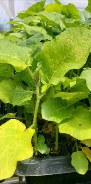 Thai Makheua Puang Pea Eggplants Turkey Berry Live Plants - 4 Seedlings