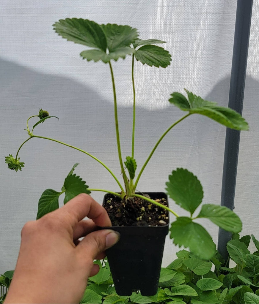 everbearing strawberry plants in pots Everbearing Red Strawberry Fruit Starter Live Plants