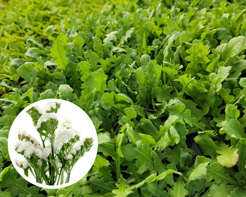 Statice Seeker White Cutflower Starter Live Plants (4 Seedlings)