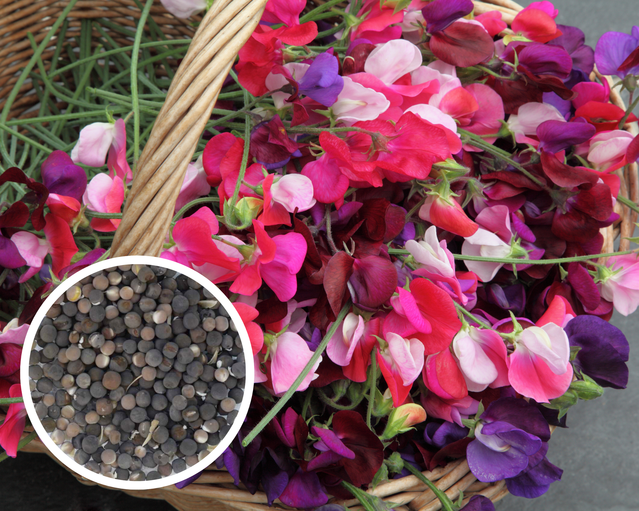 heirloom flower seed Sweet Pea Royal Choice Mix Flower Seeds Heirloom Non-GMO (50+ Seeds) – Hello May Garden