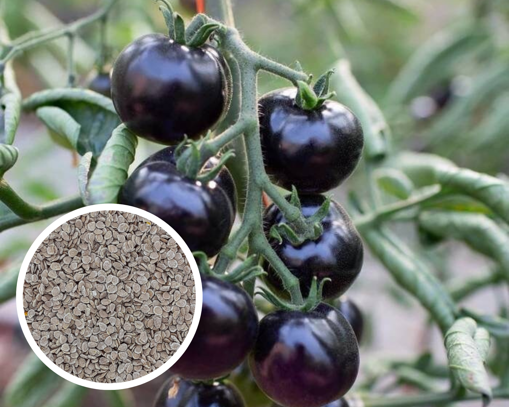 indigo rose tomato seeds Tomato Indigo Rose Seeds Heirloom Non-GMO (10+ Seeds)