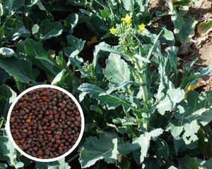 Zaub Nkauj Fa Seeds Heirloom Non-GMO - (500+ Seeds)