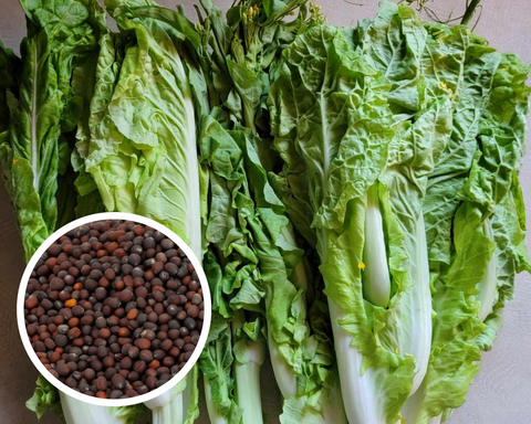 Zaub Paj Dawb Caws Seeds Heirloom Non-GMO - (500+ Seeds)