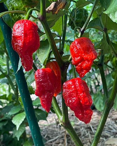Scorpion Apocalypse Pepper Starter Live Plants - 2.5" pot