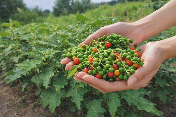 Liberian Kittley Bitter Ball Pea Eggplant, African Eggplant Seeds Heirloom Non-GMO (50+ Seeds)