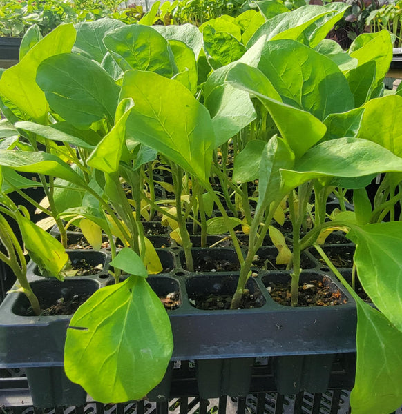 Little Finger Eggplant Starter Live Plants - 4 Seedlings