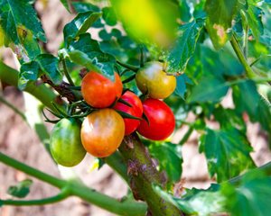 Blush Tomato Starter Live Plants - 4 Seedlings