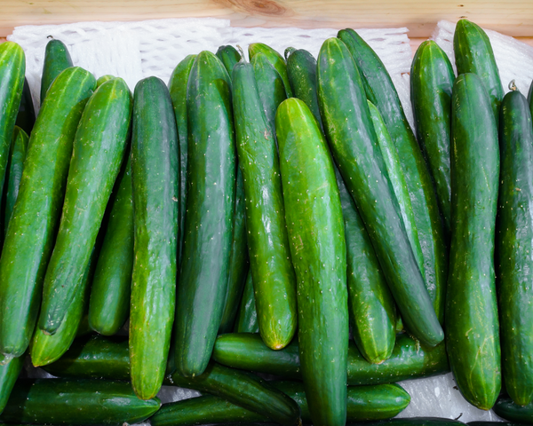 Burpless Tasty Green Hybrid Cucumber Starter Live Plants - 4 Seedlings