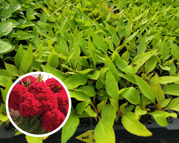 Celosia Chief Carmine Cutflower Starter Live Plants (4 Seedlings)