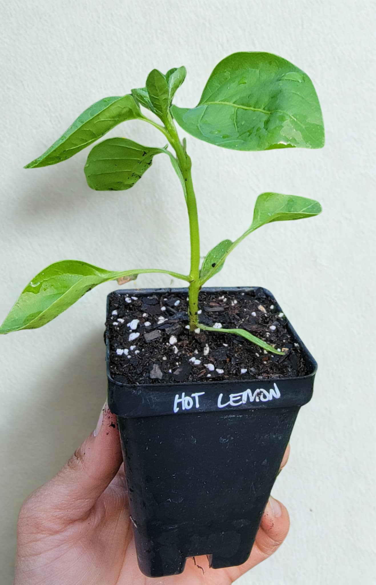 Hot Lemon Pepper Starter Live Plants - 2.5" pot