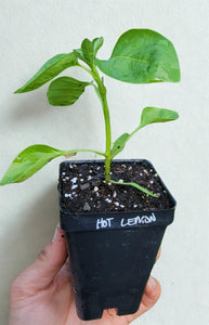 Hot Lemon Pepper Starter Live Plants - 2.5" pot