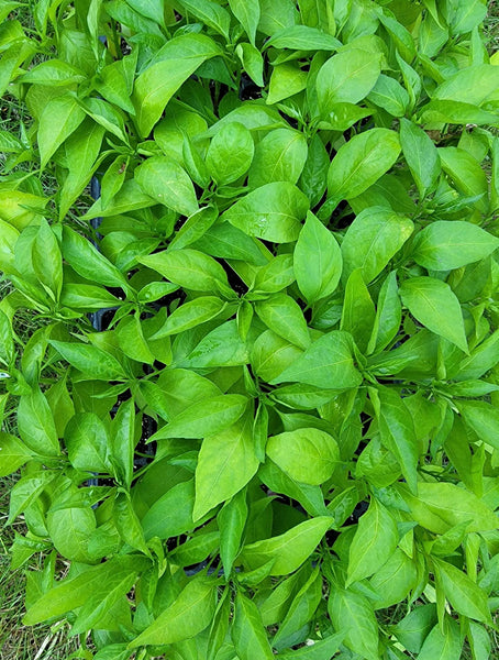 Italian Pepperoncini (Paisan), Sweet Pepper Live Starter Plants - 4 Seedlings