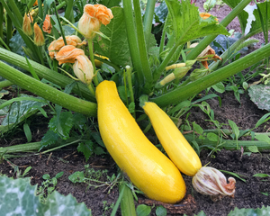Golden Zucchini Squash Starter Live Plants - 4 Seedlings