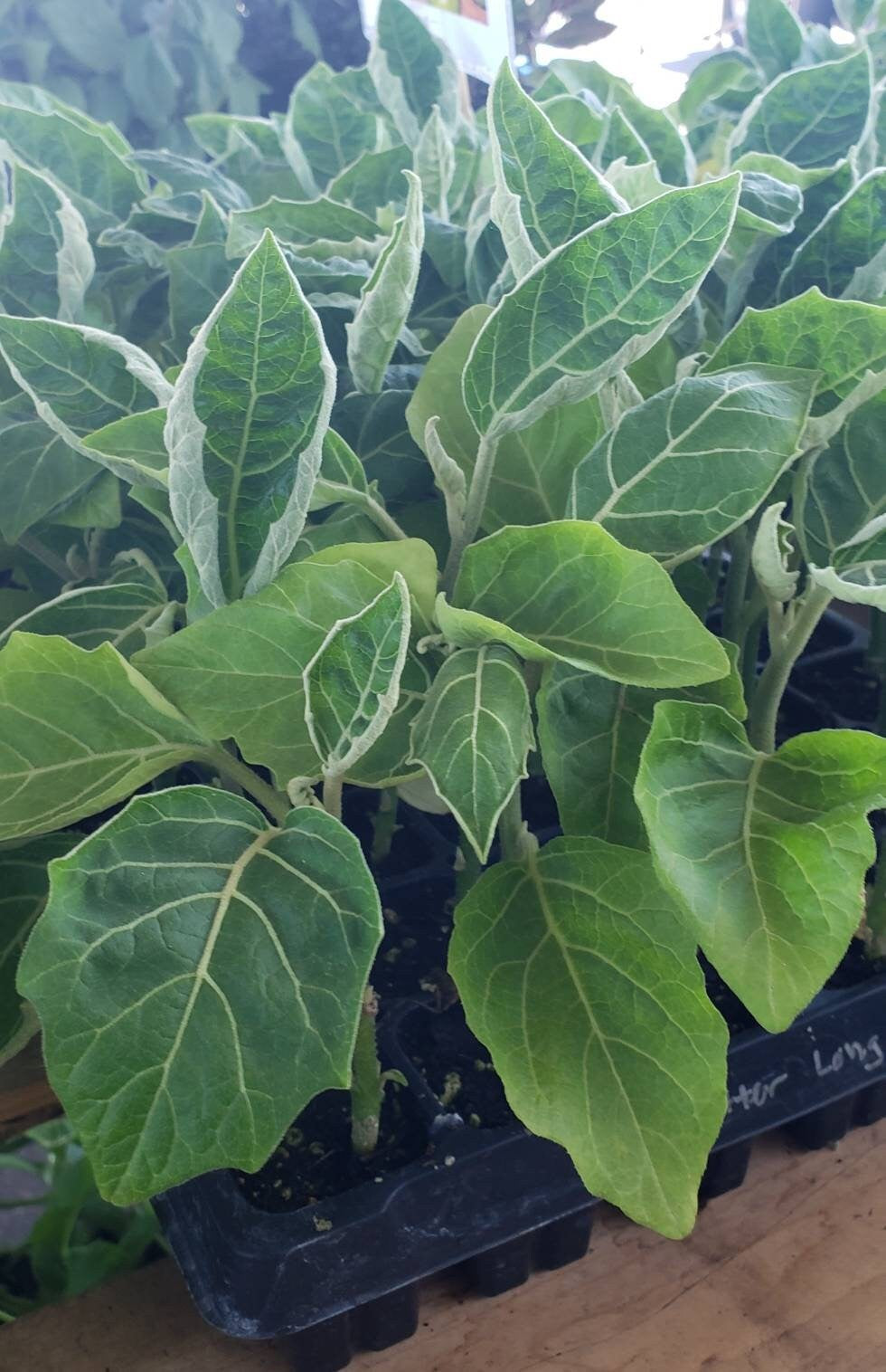 African Likok Bitter Brinjal Oblong Eggplant Starter Live Plants - 4 Seedlings