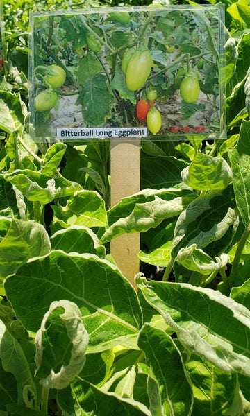 African Likok Bitter Brinjal Oblong Eggplant Starter Live Plants - 4 Seedlings