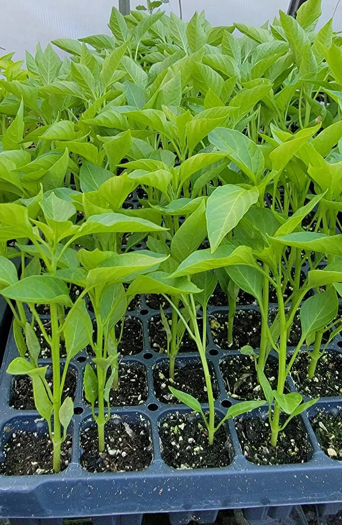 Serrano Chili Pepper Live Plants