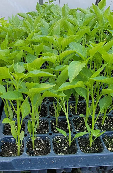 Serrano Chili Pepper Live Plants - 4 Seedlings