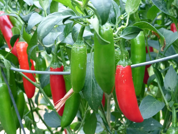 Serrano Chili Pepper Live Plants - 4 Seedlings