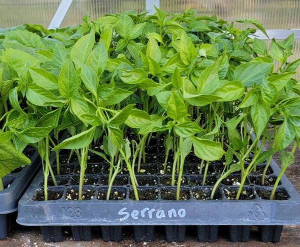 Serrano Chili Pepper Live Plants - 4 Seedlings