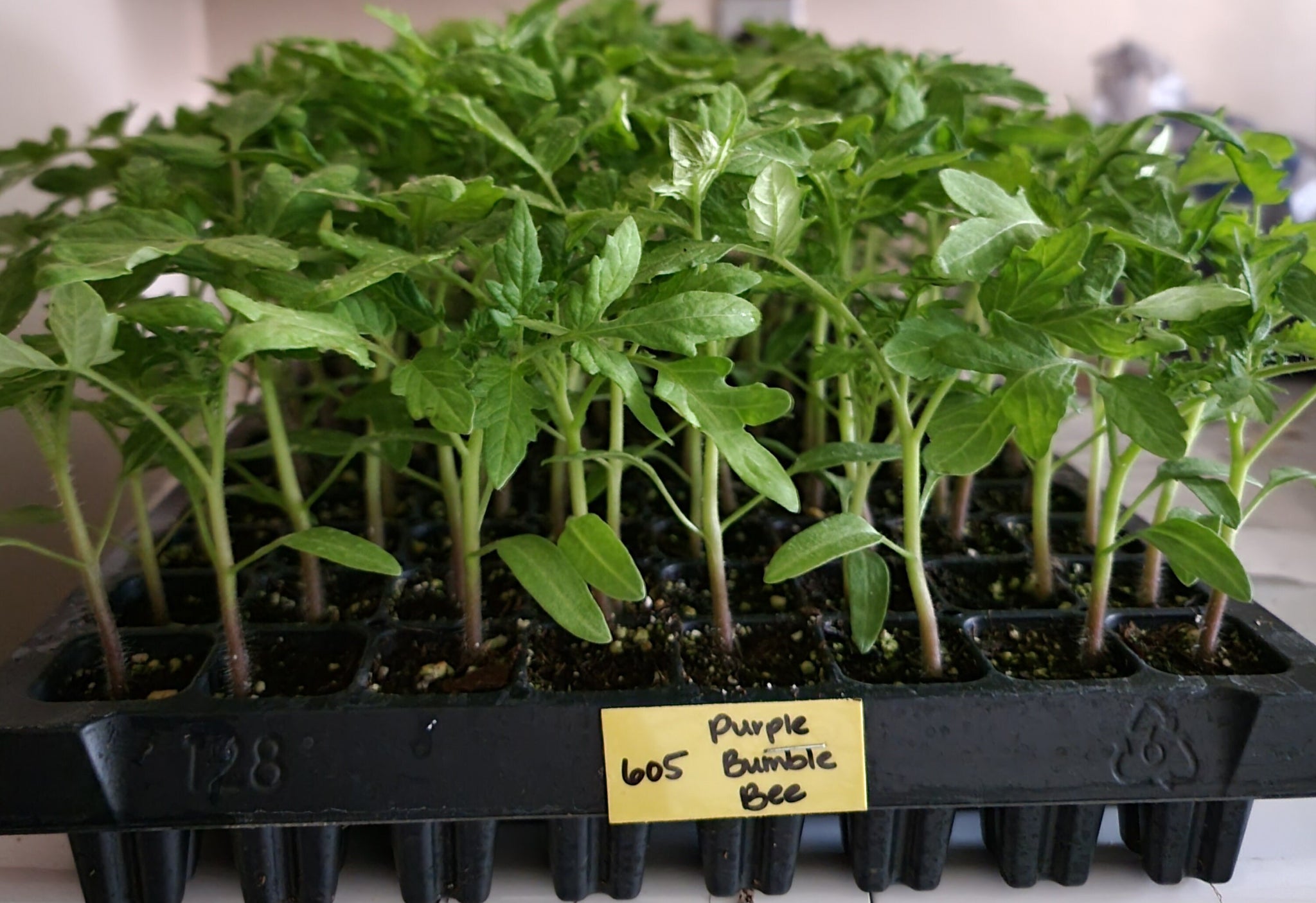 Purple Bumble Bee Tomato Heirloom Starter Live Plants - 4 Seedlings