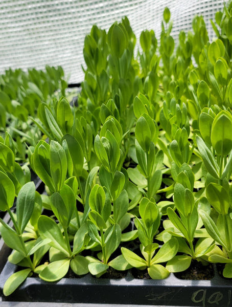 Lisianthus Flower, Mixed Varieties Starter Live Plant - 6 Seedlings