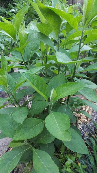 African Bitter Leaf, Veronia Amygdalina, Ntoo Iab Live Plant (2.5" pot)