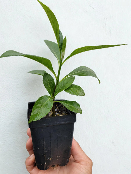 African Bitter Leaf, Veronia Amygdalina, Ntoo Iab Live Plant (2.5" pot)