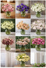 Lisianthus Flower, Mixed Varieties Starter Live Plant - 6 Seedlings