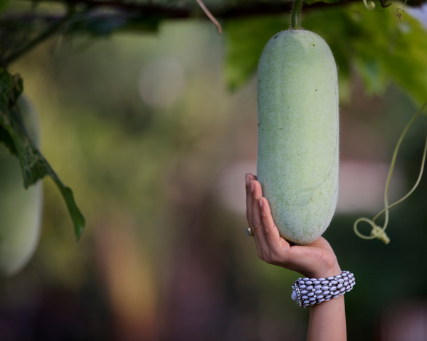 Long Winter Melon, Ash Gourd, Oblong Wax Gourd Starter Live Plants - 4 Seedlings