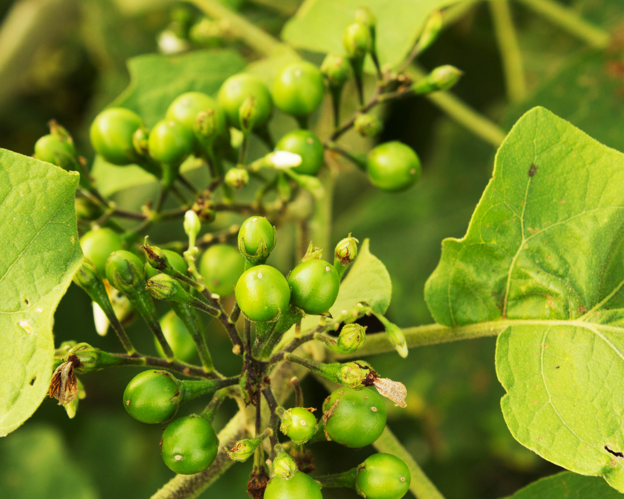 Thai Makheua Puang Pea Eggplants Turkey Berry Live Plants