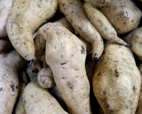 Okinawan Sweet Potatoes, White Skin Purple Flesh Potato Starter Live Plants - 4 Rooted Slips