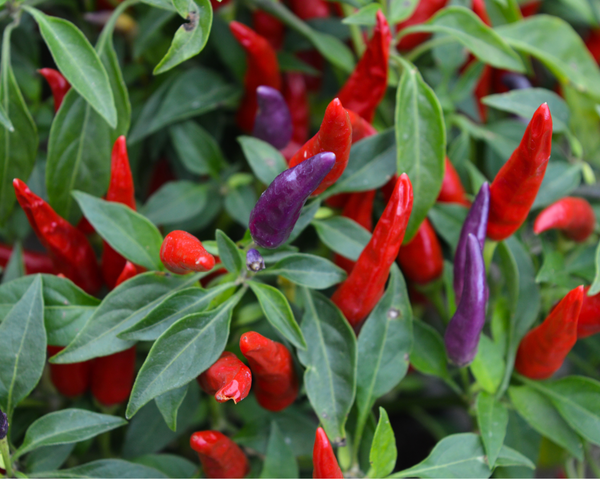 Purple Hot Thai Chili Pepper Starter Plants - 4 Seedlings
