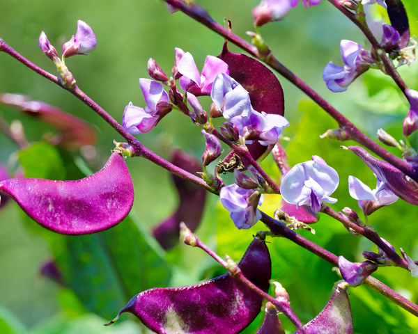 Purple Hyacinth Bean Starter Live Plants - 4 Seedlings