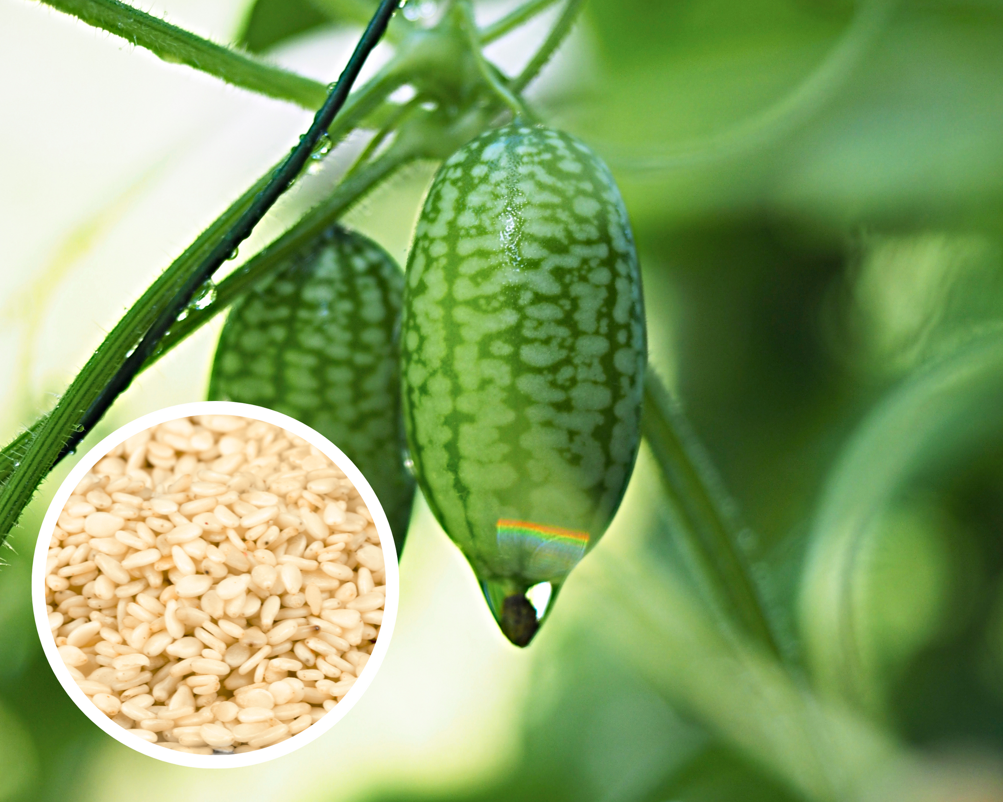 Cucamelon Mexican Sour Gherkin Seeds Heirloom Non-GMO (25+ Seeds)