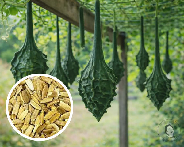 Caveman's Club (Maranka) Gourd Seeds, Heirloom Non-GMO (15+ Seeds)