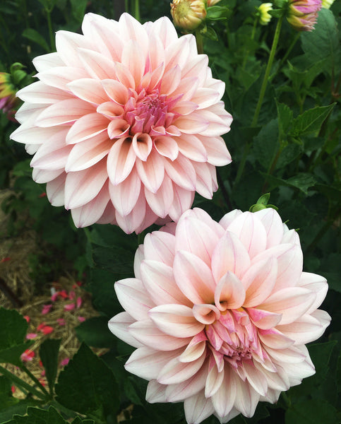 Dahlia - KA's® Mocha Jake (Rooted Cutting) Flower Live Plant (2.5" pot)