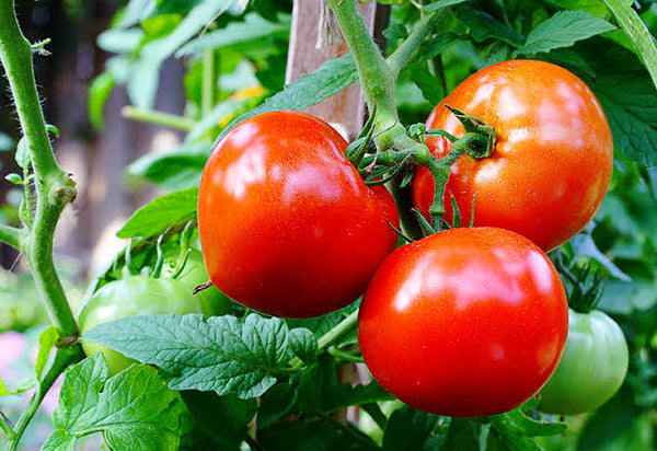 Mountain Fresh Tomato Hybrid Starter Live Plants - 4 Seedlings