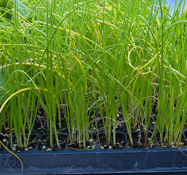 Bunching Onion, Tokyo Long White Live Starter Plants - Approx. 35 Plants
