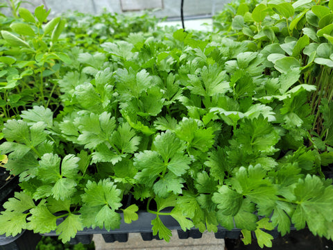 Tango Celery Starter Live Plants - 4 Seedlings