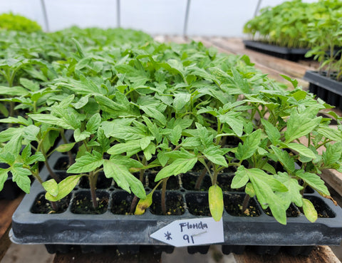 Florida 91 Hybrid Tomato Starter Live Plants - 4 Seedlings