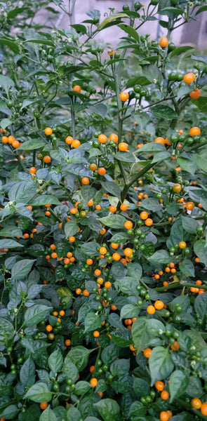 Aji Charapita Pepper Live Starter Plant - 2.5" pot