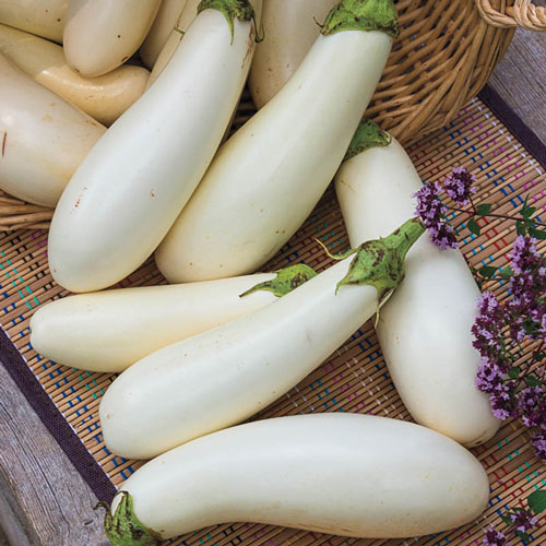 Casper White Eggplant Starter Live Plants - 4 Seedlings
