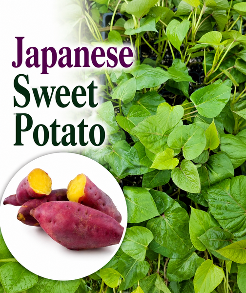Japanese Sweet, Red Skin Yellow Flesh Potato Starter Live Plants - 4 Rooted Slips