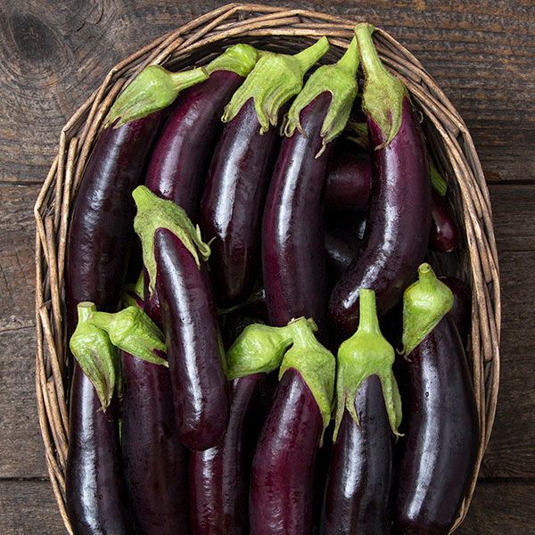 Little Finger Eggplant Starter Live Plants - 4 Seedlings